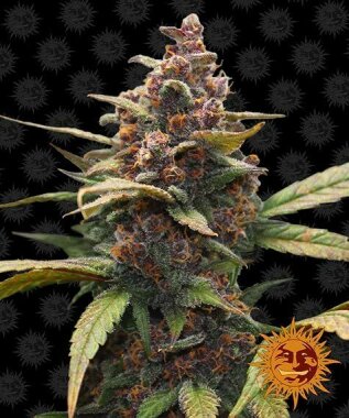 Barneys Farm Ayahuasca Purple - 3 feminized seeds