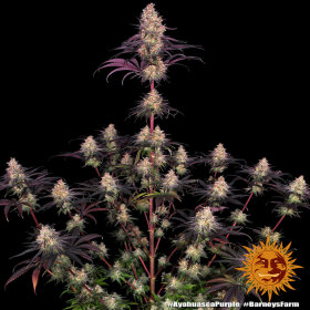 Barneys Farm Ayahuasca Purple - 3 feminisierte Samen