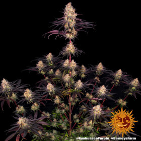 Barneys Farm Ayahuasca Purple - 3 feminisierte Samen