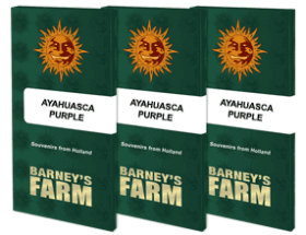 Barneys Farm Ayahuasca Purple - 3 feminized seeds