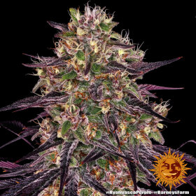 Barneys Farm Ayahuasca Purple - 3 feminisierte Samen