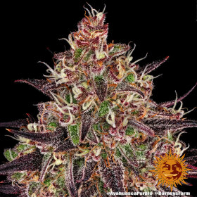 Barneys Farm Ayahuasca Purple - 3 feminisierte Samen