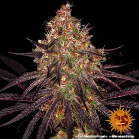 Barneys Farm Ayahuasca Purple - 3 feminisierte Samen