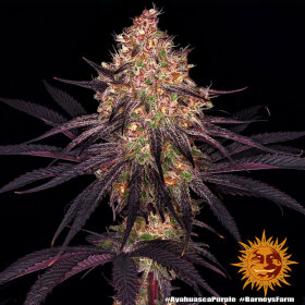 Barneys Farm Ayahuasca Purple - 3 feminisierte Samen