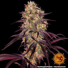 Barneys Farm Ayahuasca Purple - 3 feminisierte Samen