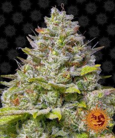 Barneys Farm Blue Gelato 41 - 3 feminized seeds