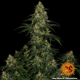 Barneys Farm Blue Gelato 41 - 3 feminisierte Samen