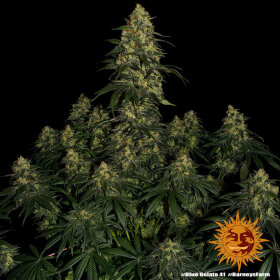 Barneys Farm Blue Gelato 41 - 3 feminisierte Samen