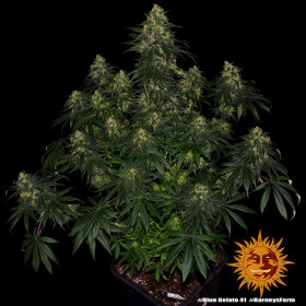 Barneys Farm Blue Gelato 41 - 3 feminisierte Samen