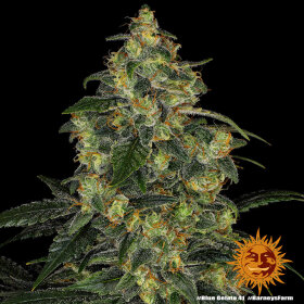 Barneys Farm Blue Gelato 41 - 3 feminisierte Samen