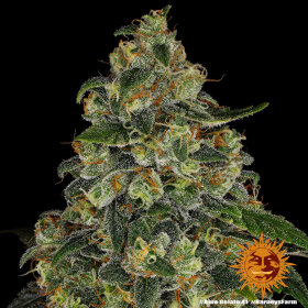 Barneys Farm Blue Gelato 41 - 3 feminisierte Samen