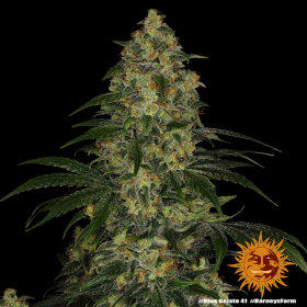 Barneys Farm Blue Gelato 41 - 3 feminisierte Samen