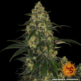 Barneys Farm Blue Gelato 41 - 3 feminisierte Samen