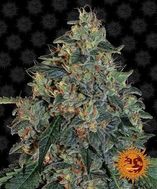 Barneys Farm Blueberry OG - 3 feminisierte Samen