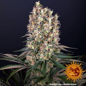 Barneys Farm Blueberry OG - 3 feminisierte Samen