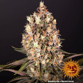 Barneys Farm Blueberry OG - 3 feminisierte Samen