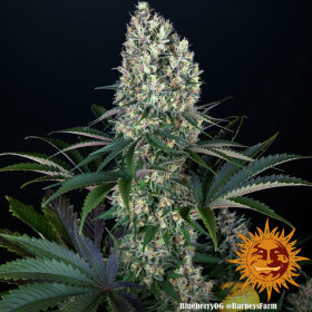 Barneys Farm Blueberry OG - 3 feminisierte Samen