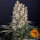 Barneys Farm Blueberry OG - 3 feminisierte Samen