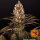 Barneys Farm Blueberry OG - 3 feminisierte Samen