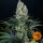 Barneys Farm Blueberry OG - 3 feminisierte Samen