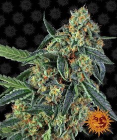 Barneys Farm Cookies Kush - 3 feminisierte Samen