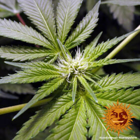 Barneys Farm Cookies Kush - 3 feminisierte Samen