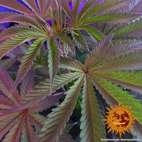 Barneys Farm Cookies Kush - 3 feminisierte Samen