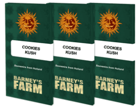 Barneys Farm Cookies Kush - 3 feminisierte Samen