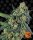 Barneys Farm Cookies Kush - 3 feminisierte Samen