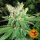 Barneys Farm Cookies Kush - 3 feminisierte Samen