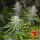 Barneys Farm Cookies Kush - 3 feminisierte Samen