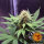 Barneys Farm Cookies Kush - 3 feminisierte Samen