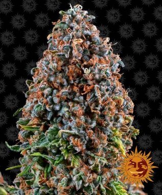 Barneys Farm Critical Kush - 3 feminisierte Samen