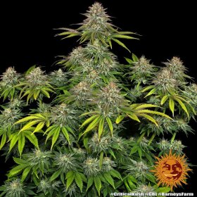 Barneys Farm Critical Kush - 3 feminisierte Samen