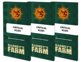 Barneys Farm Critical Kush - 3 feminisierte Samen