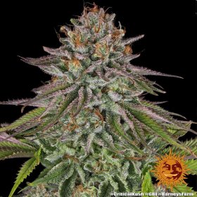 Barneys Farm Critical Kush - 3 feminisierte Samen