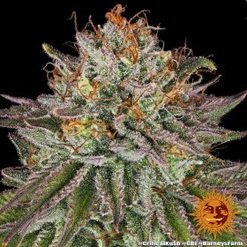 Barneys Farm Critical Kush - 3 feminisierte Samen