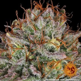 Barneys Farm Critical Kush - 3 feminisierte Samen