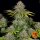 Barneys Farm Critical Kush - 3 feminisierte Samen