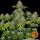 Barneys Farm Critical Kush - 3 feminisierte Samen