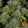 Barneys Farm Critical Kush - 3 feminisierte Samen