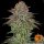 Barneys Farm Critical Kush - 3 feminisierte Samen