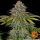 Barneys Farm Critical Kush - 3 feminisierte Samen