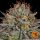 Barneys Farm Critical Kush - 3 feminisierte Samen