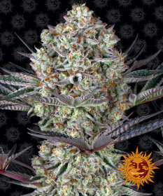 Barneys Farm Dos Si Dos 33 - 3 feminized seeds