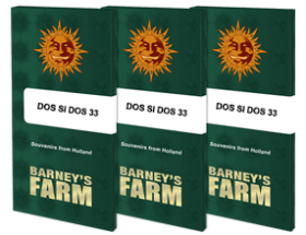 Barneys Farm Dos Si Dos 33 - 3 feminisierte Samen