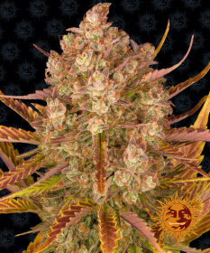 Barneys Farm Dos Si Dos AUTO - 3 automated seeds