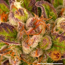 Barneys Farm Dos Si Dos AUTO - 3 autoflowering Samen