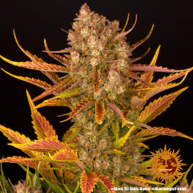 Barneys Farm Dos Si Dos AUTO - 3 autoflowering Samen