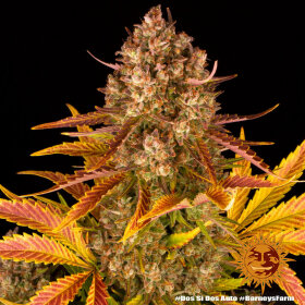 Barneys Farm Dos Si Dos AUTO - 3 autoflowering Samen